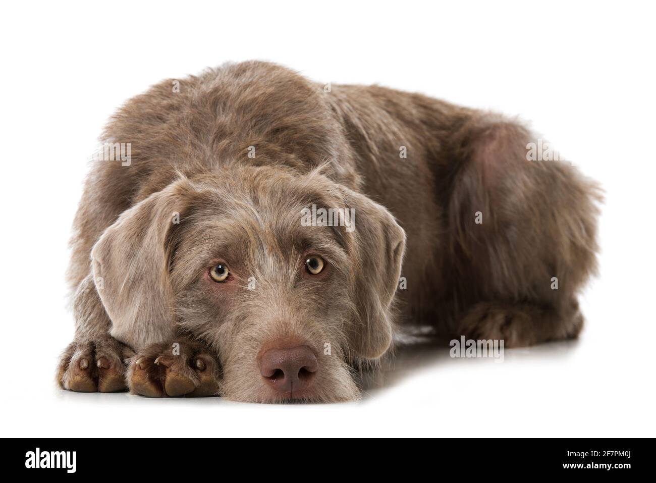 Weimaraner Hund isoliert auf weißem Hintergrund Stockfoto