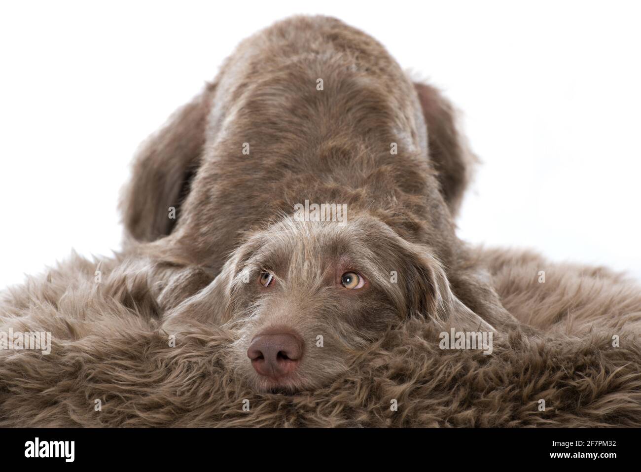 Weimaraner Hund isoliert auf weißem Hintergrund Stockfoto