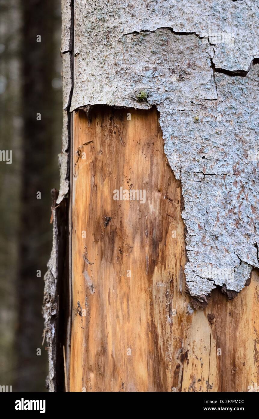 Baumrinde abblätternd beschädigter Nadelbaum-Stamm im Wald, Schädling befallen durch Rindenkäfer (Scolytinae), Holzstruktur oder Holzhintergrund Stockfoto