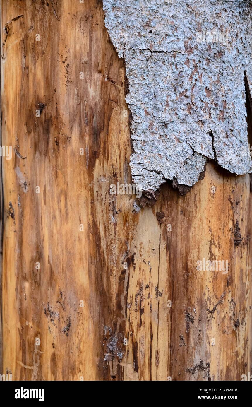 Baumrinde abblätternd beschädigter Nadelbaum-Stamm im Wald, Schädling befallen durch Rindenkäfer (Scolytinae), Holzstruktur oder Holzhintergrund Stockfoto