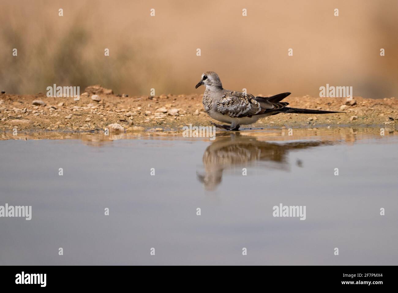 Männliche Namaqua-Taube (Oena capensis) die Männchen haben gelbe und rote Schnäbel, während das Weibchen (hier) einen schwarzen Schnabel hat. Diese Taube ist auf der Nahrungssaat. Es ist fo Stockfoto