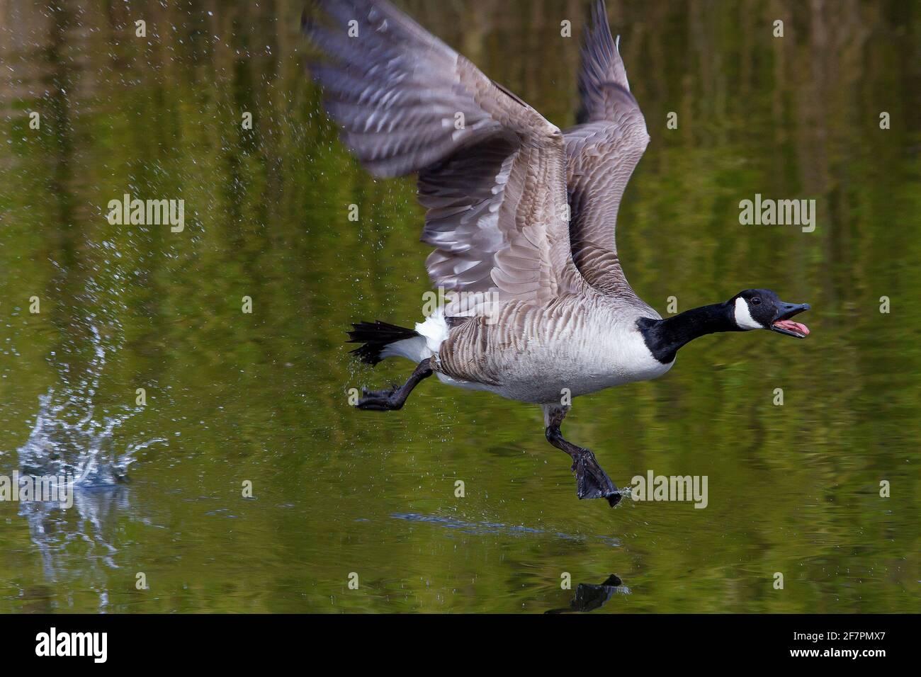 Holmfirth, Yorkshire, Großbritannien, 09. April 2021. Britische Wildtiere. Ein ziemlich Damm ähnelt einem Top Gun Film, der als Kanadagänse während der Brutsaison kämpfen. RASQ Photography/Alamy Live News Stockfoto