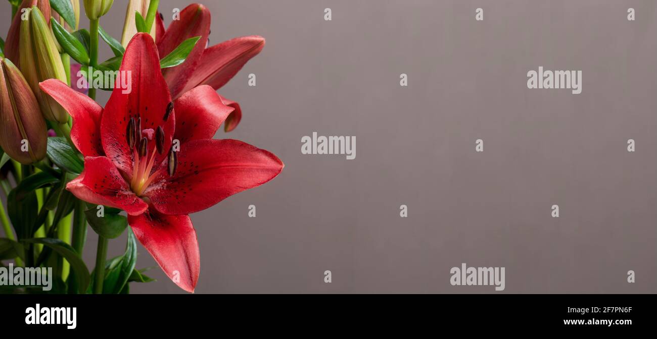lilium Orient rote Blume mit Platz für Text im Banner Formatieren Stockfoto