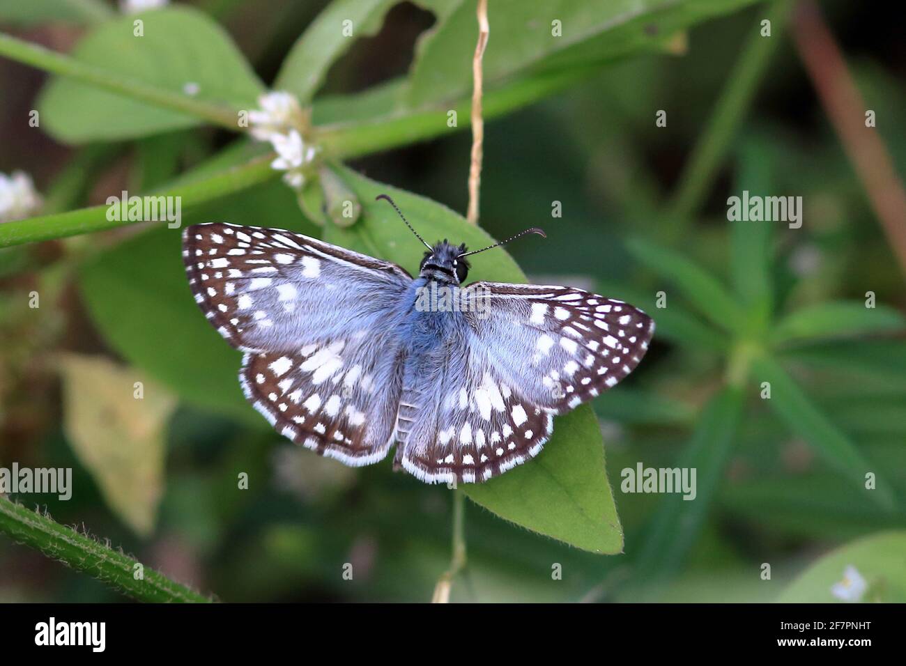Blue Gossamer-winged Butterfly Inn. Bahia Brasilien Stockfoto