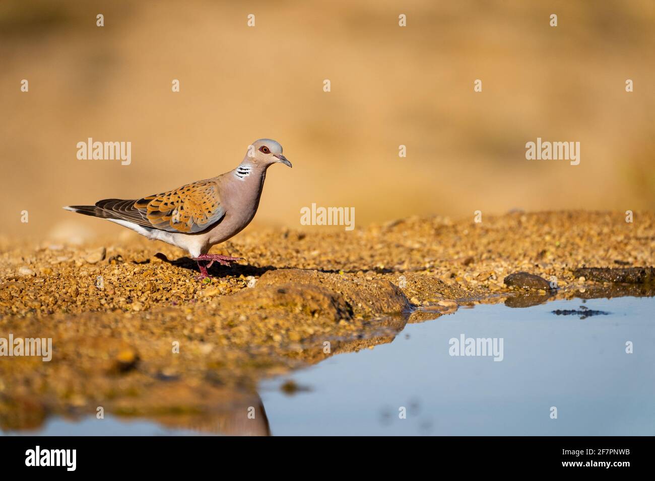 Turteltaube (Streptopelia turtur), die sich im Juni in einem Wasserbecken in der Wüste, negev, Israel, widerspiegelt Stockfoto