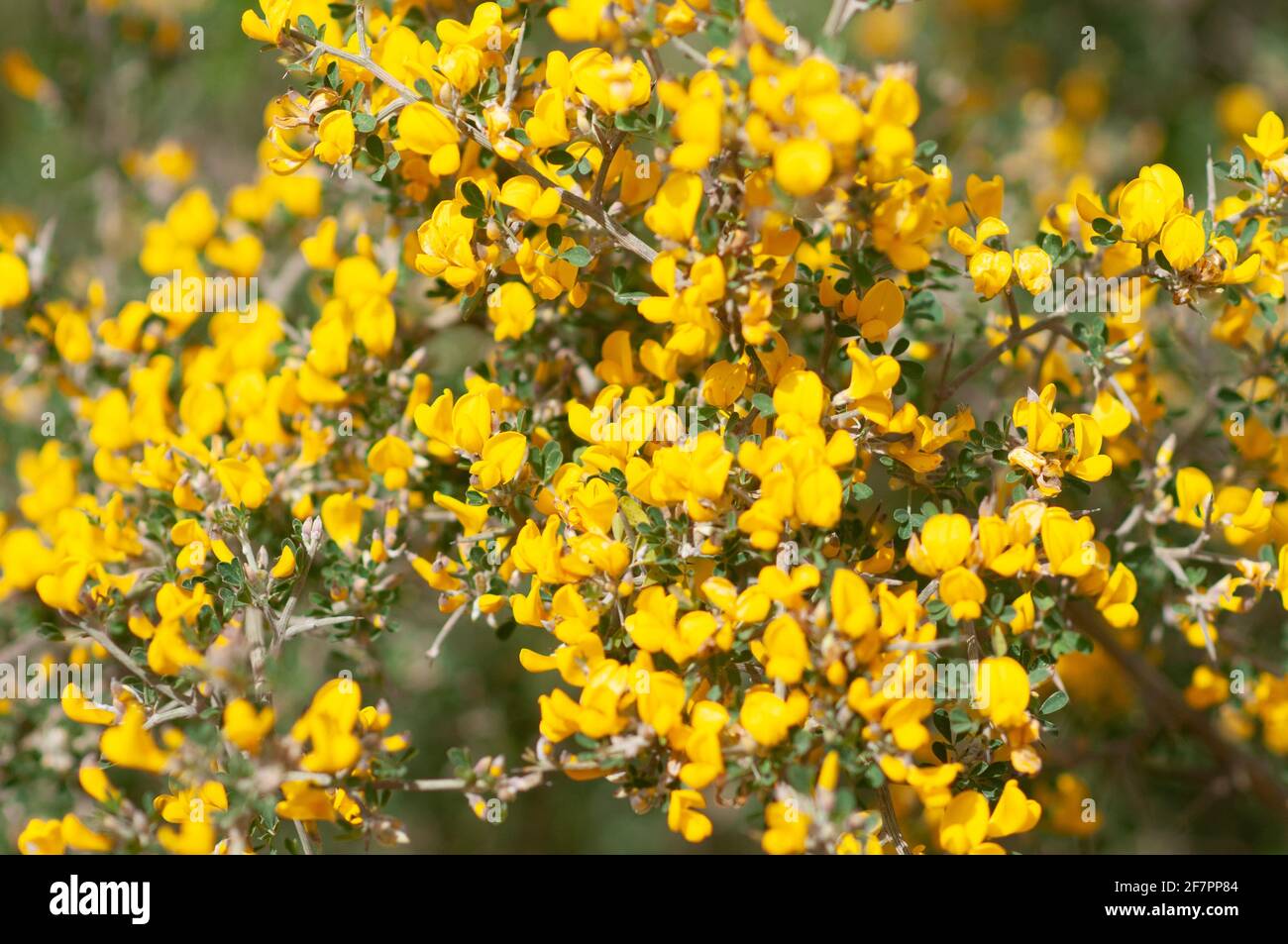 Calicotome villosa, auch als behaart und stacheligen dornigen Besen Besen bekannt, ist eine kleine strauchigen Baum aus dem östlichen Mittelmeerraum. Fotografiert. Stockfoto