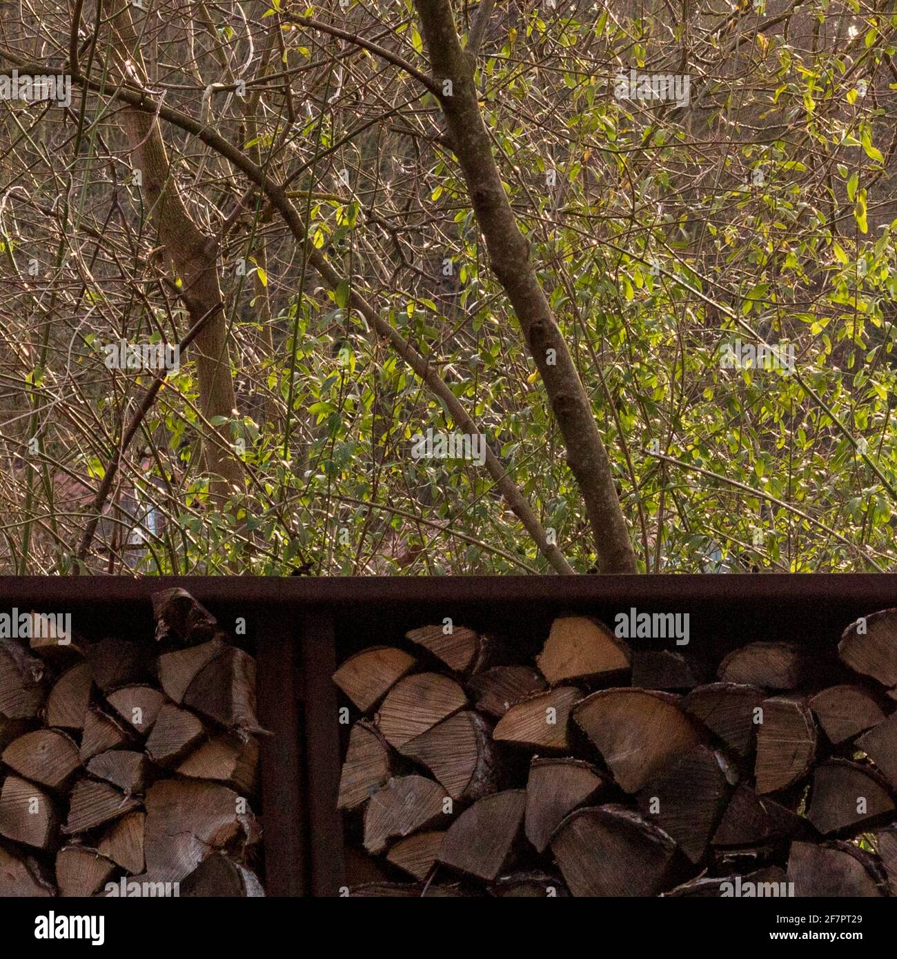 Stapel Brennholz im Wald, aus der Nähe Stockfoto
