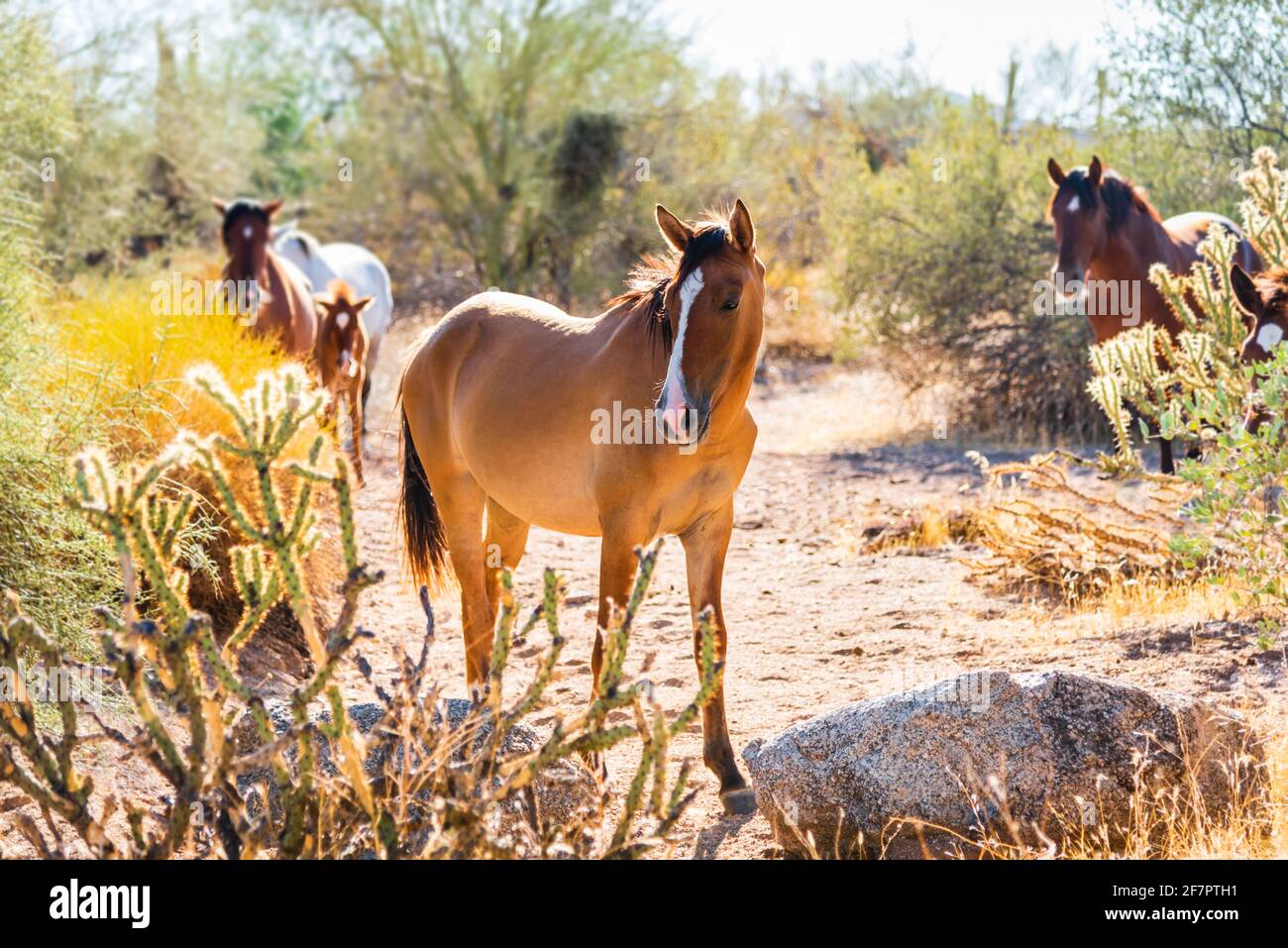 Wilde Pferde in der Wüste von Arizona, Lower Salt River, Mesa, Arizona. Stockfoto