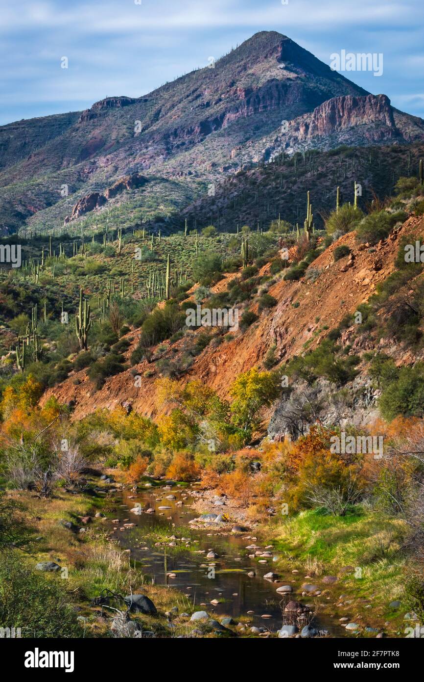 Blick auf die Wüstenlandschaft von einem Wanderweg im Spur Cross Ranch Conservation Area in Cave Creek, Arizona. Stockfoto