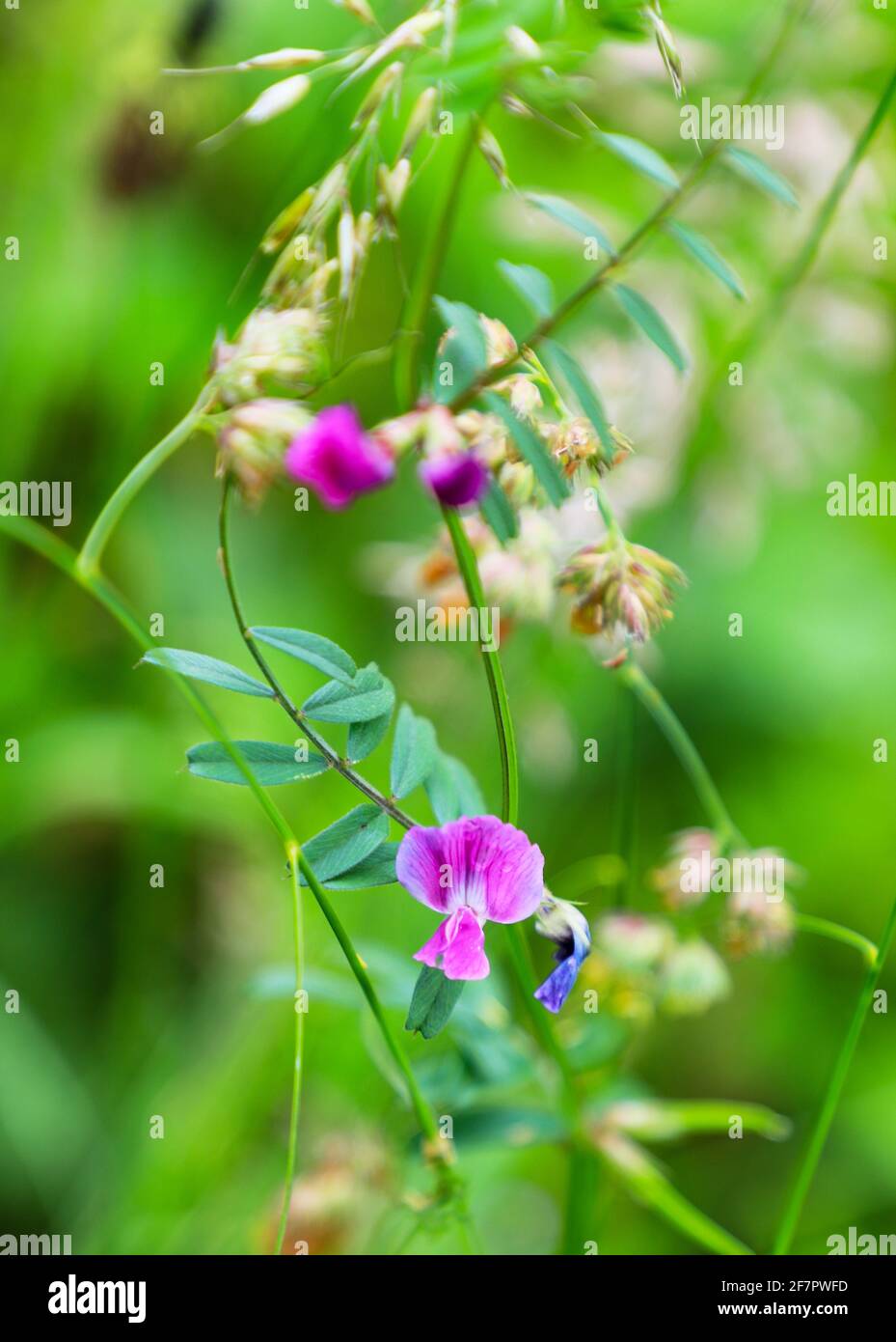 Violette Blüten von Vicia sativa, bekannt als gewöhnlicher Vetch, Gartenvetch, Tare oder einfach Vetch, England, Großbritannien Stockfoto