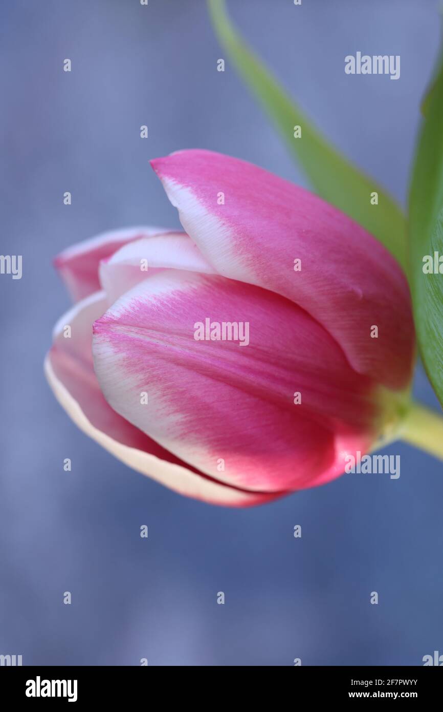 Porträt einer rosa weißen Tulpe mit weichem Hintergrund in einem Sommergarten, Makroaufnahme Stockfoto