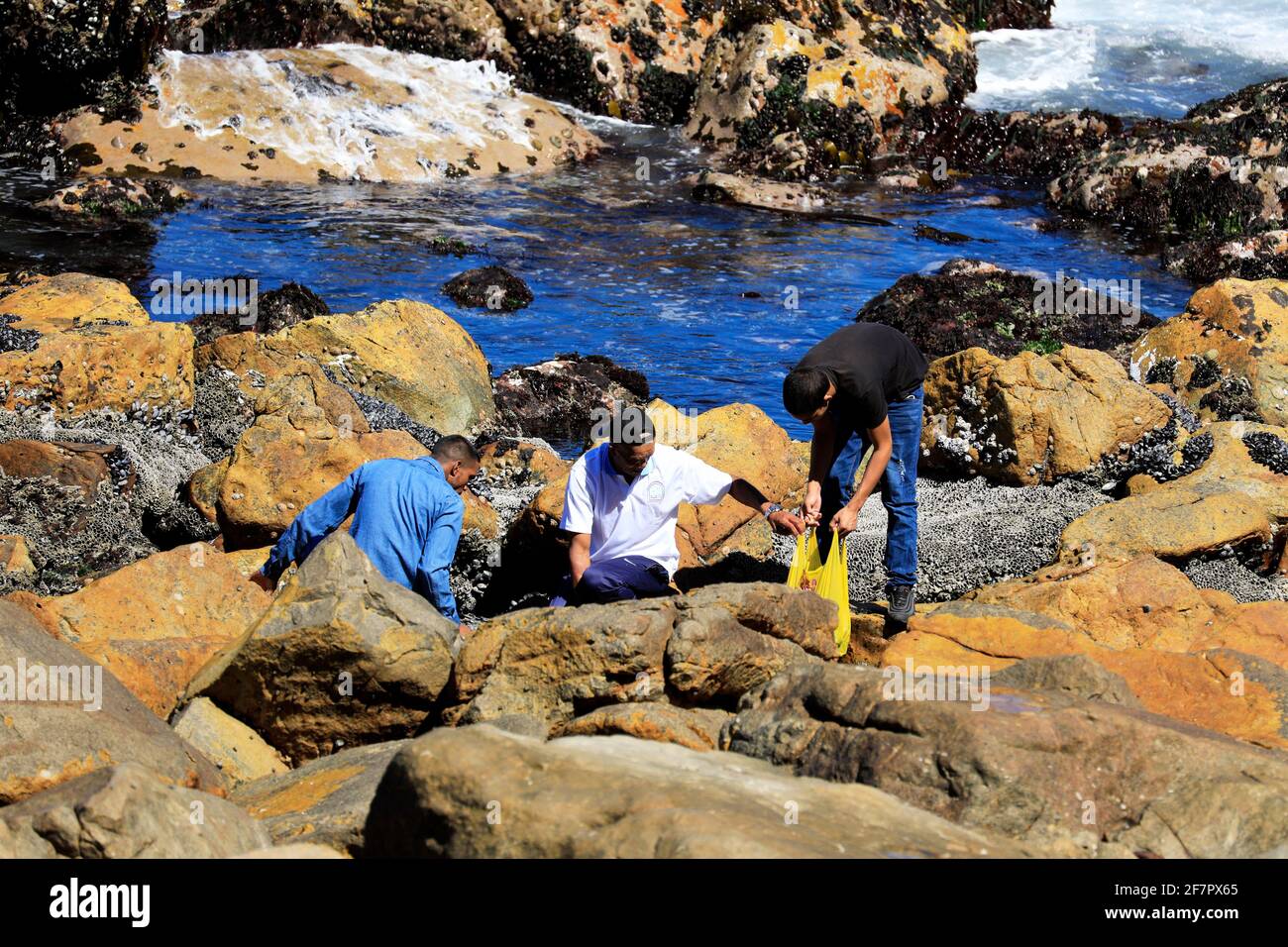 Männer sammeln Muscheln am Kommetjie Strand in der Nähe von Kapstadt, Südafrika. Stockfoto