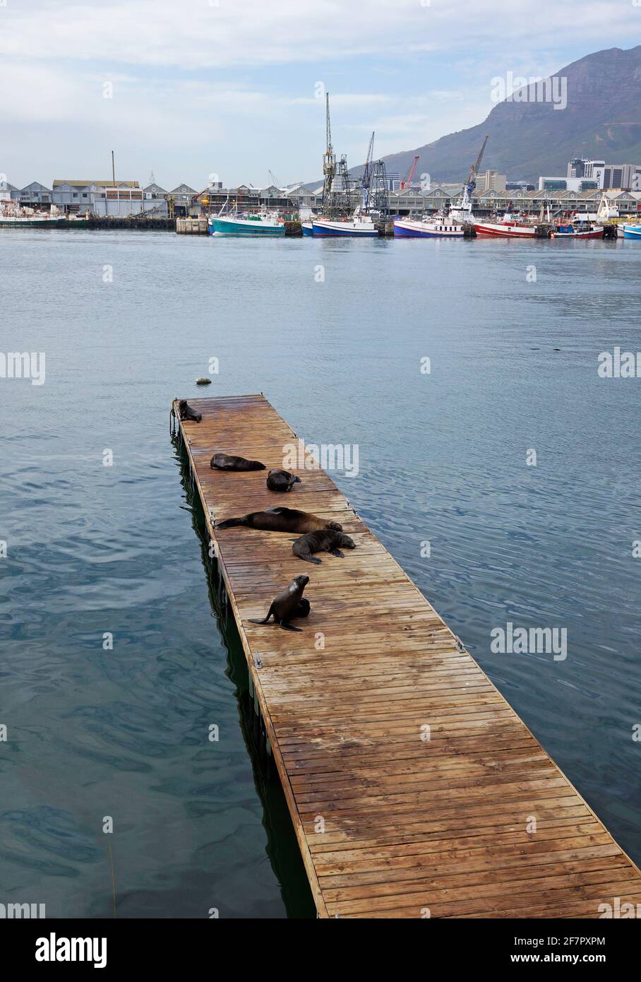 Braune Pelzrobben (Arctocephalus pusillus), auch bekannt als Kappelzrobbe, südafrikanische Pelzrobbe und australische Pelzrobbe, an der V&A Waterfront, Südafrika. Stockfoto
