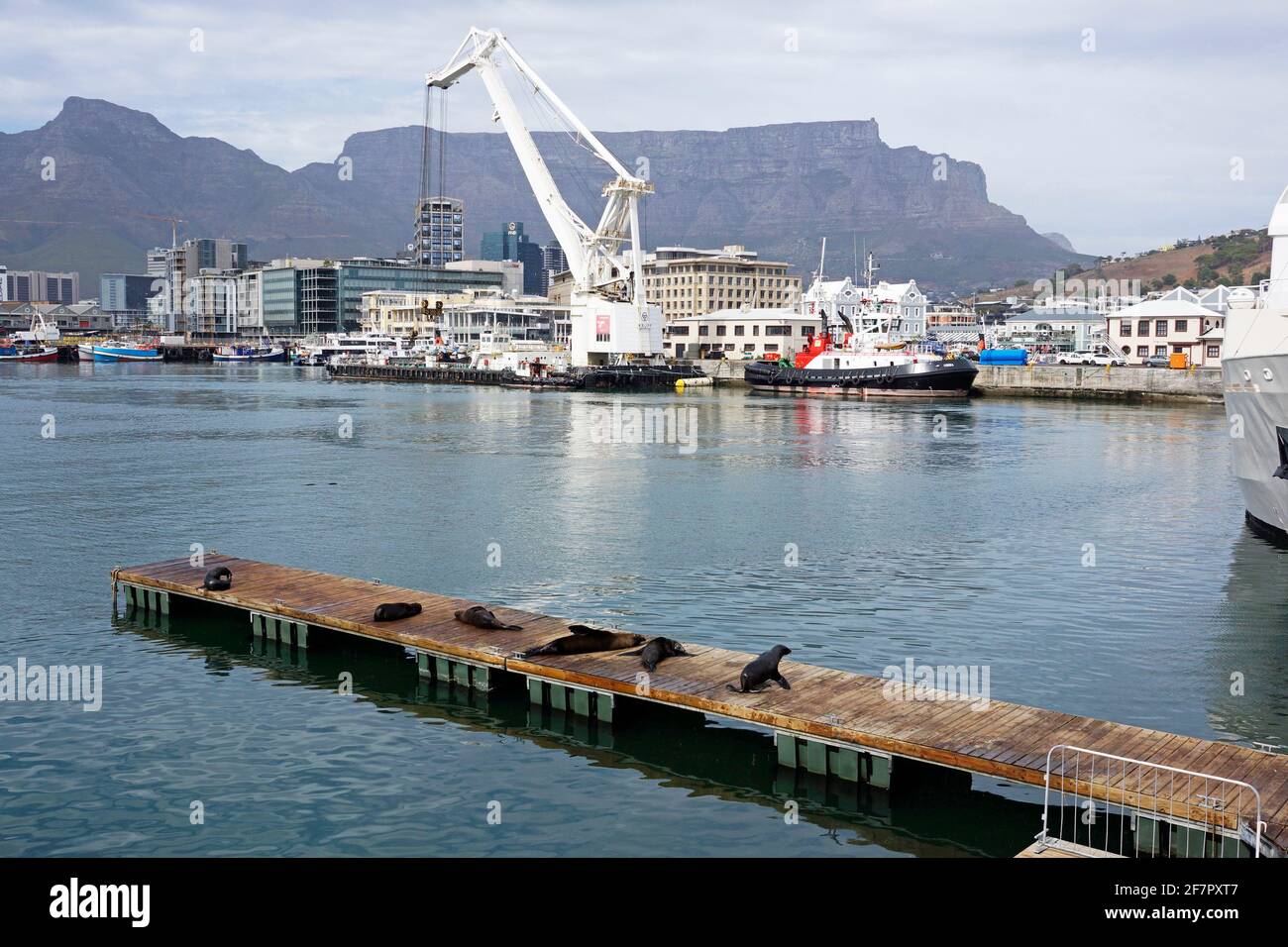Braune Pelzrobben (Arctocephalus pusillus), auch bekannt als Kappelzrobbe, südafrikanische Pelzrobbe und australische Pelzrobbe, an der V&A Waterfront, Südafrika. Stockfoto