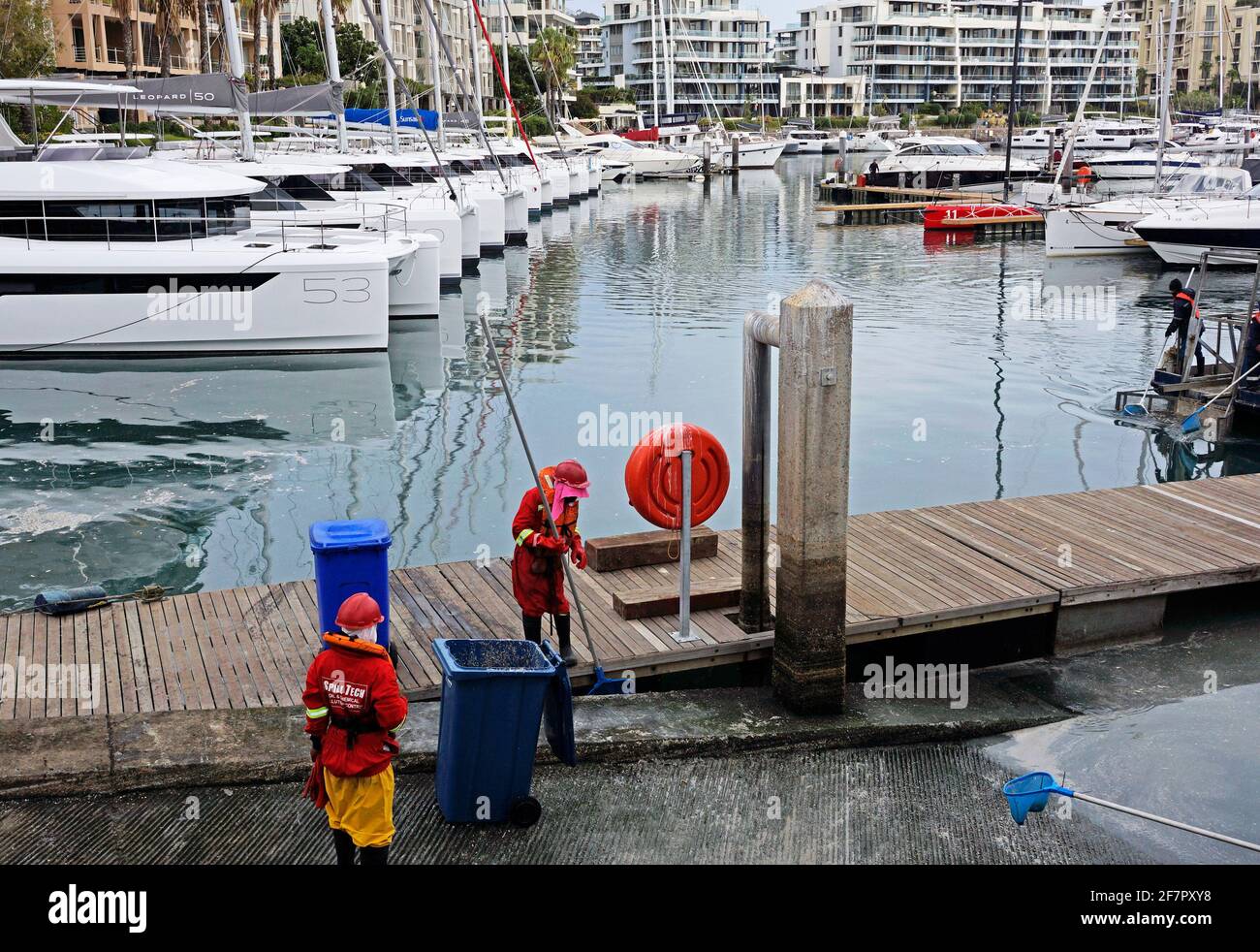 Marineteam reinigt Wasser an der V&A Waterfront nach dem Massensterben von Meeräsche und Makrelen aufgrund von Sauerstoffmangel durch Überfüllung im Becken. Stockfoto