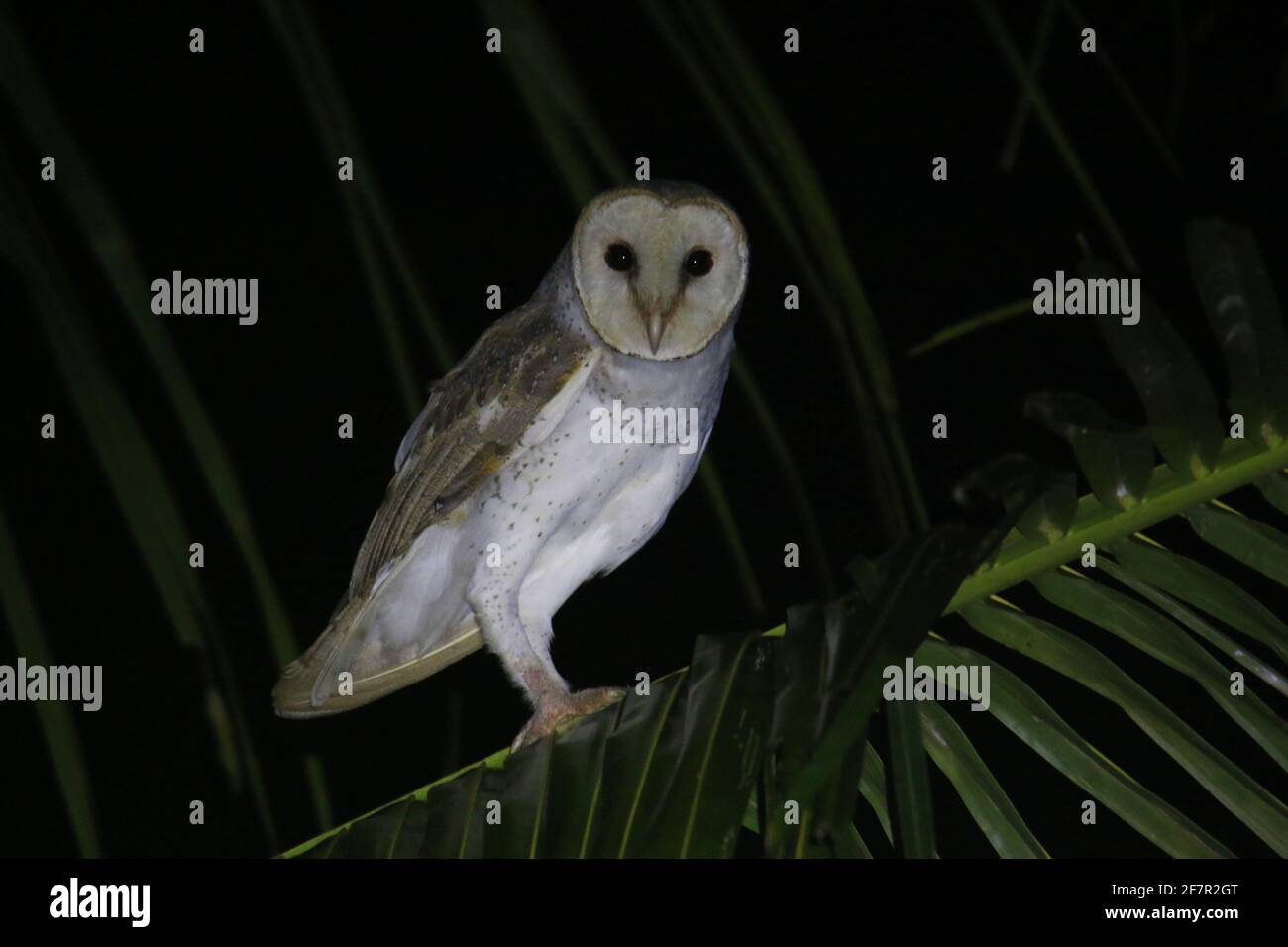 Schleiereule (Tyto alba) Stockfoto