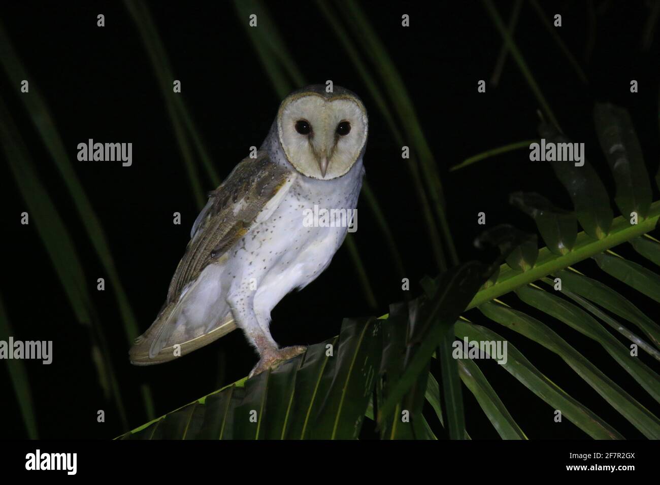 Schleiereule (Tyto alba) Stockfoto