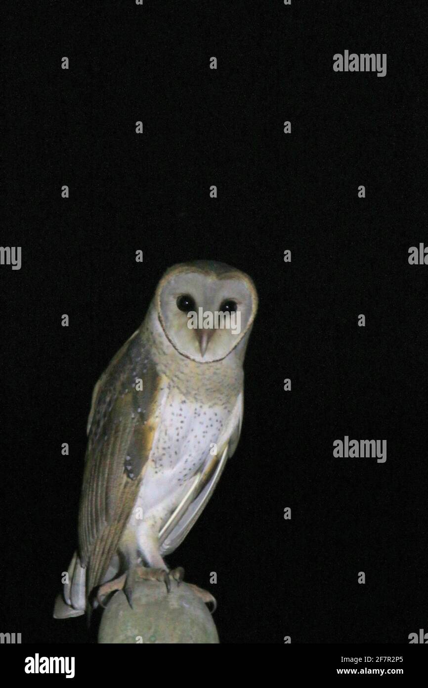 Schleiereule (Tyto alba) Stockfoto
