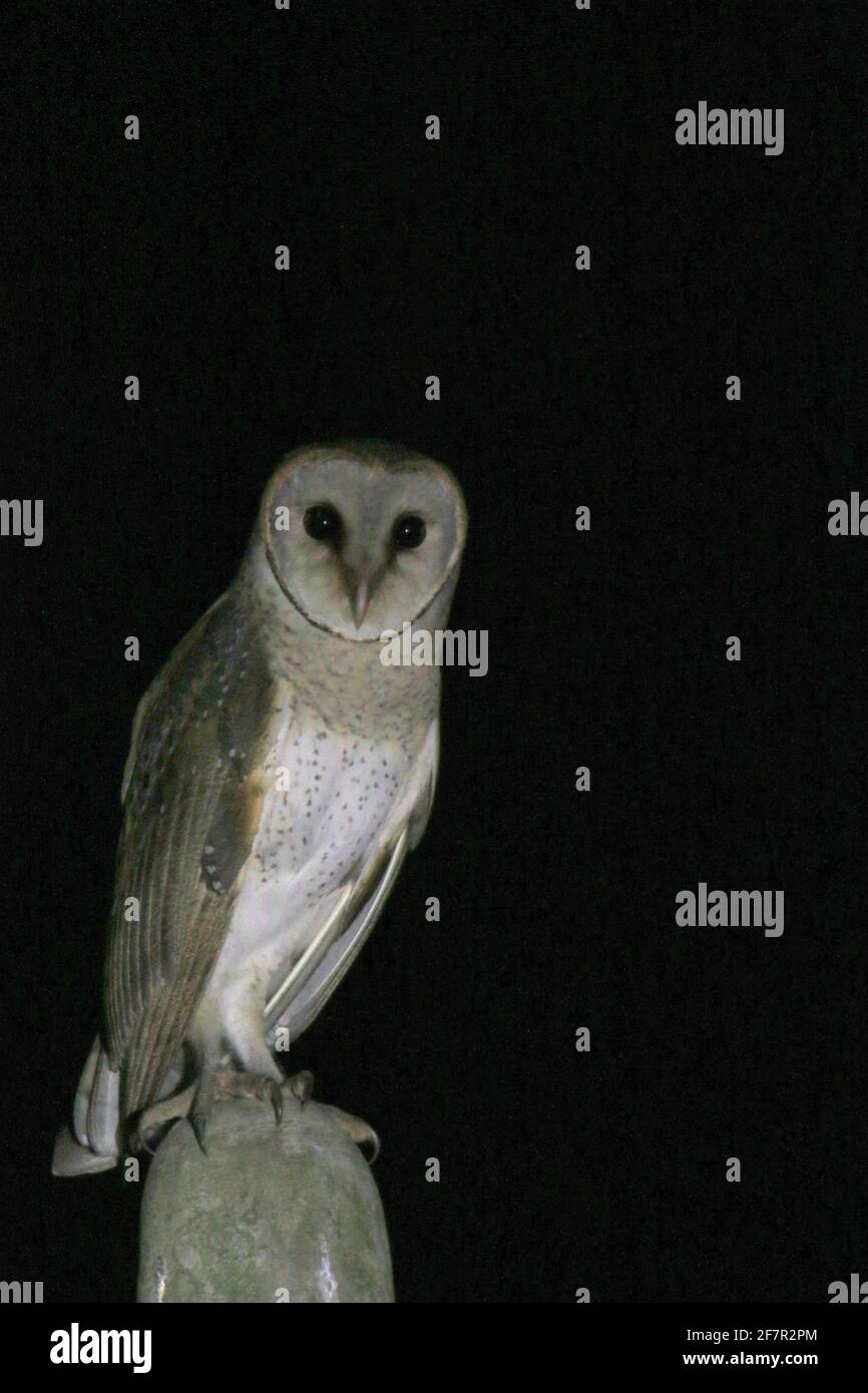 Schleiereule (Tyto alba) Stockfoto