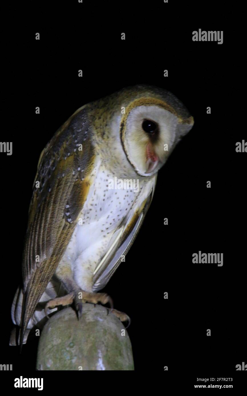 Schleiereule (Tyto alba) Stockfoto