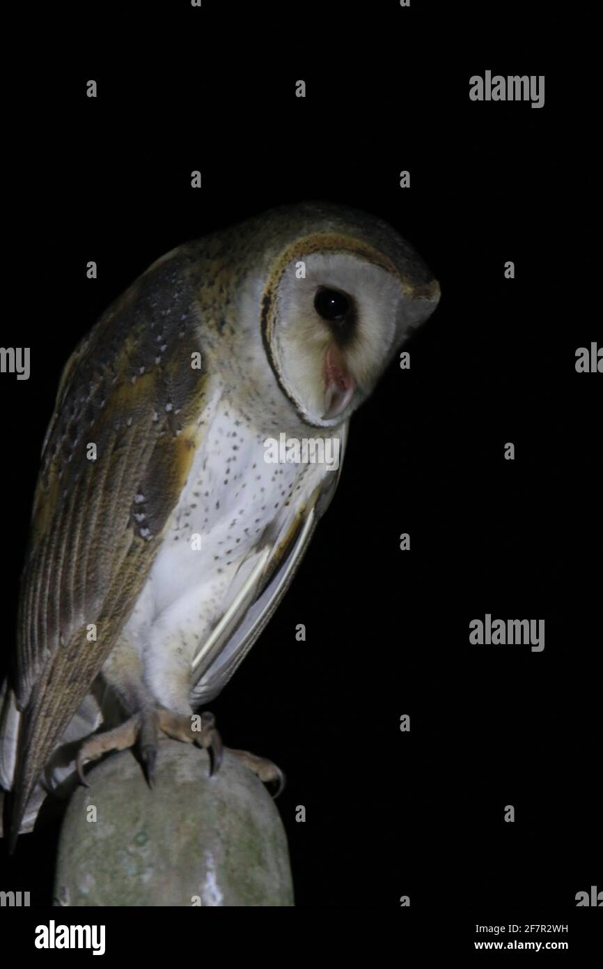 Schleiereule (Tyto alba) Stockfoto