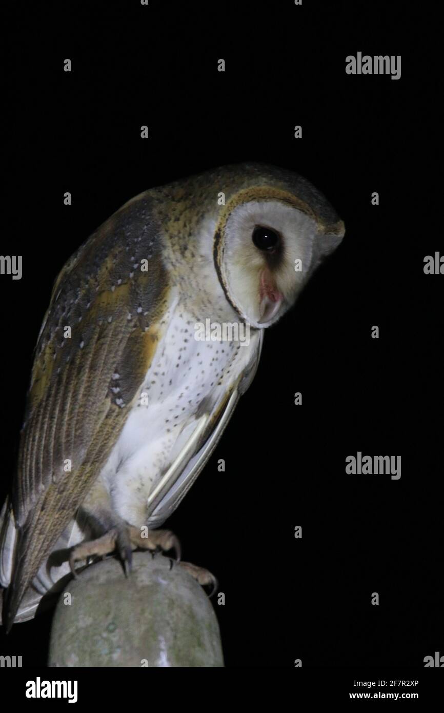Schleiereule (Tyto alba) Stockfoto