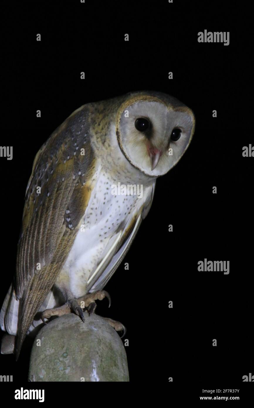 Stalleule, Tyto alba auf dem elektrischen Mast Stockfoto