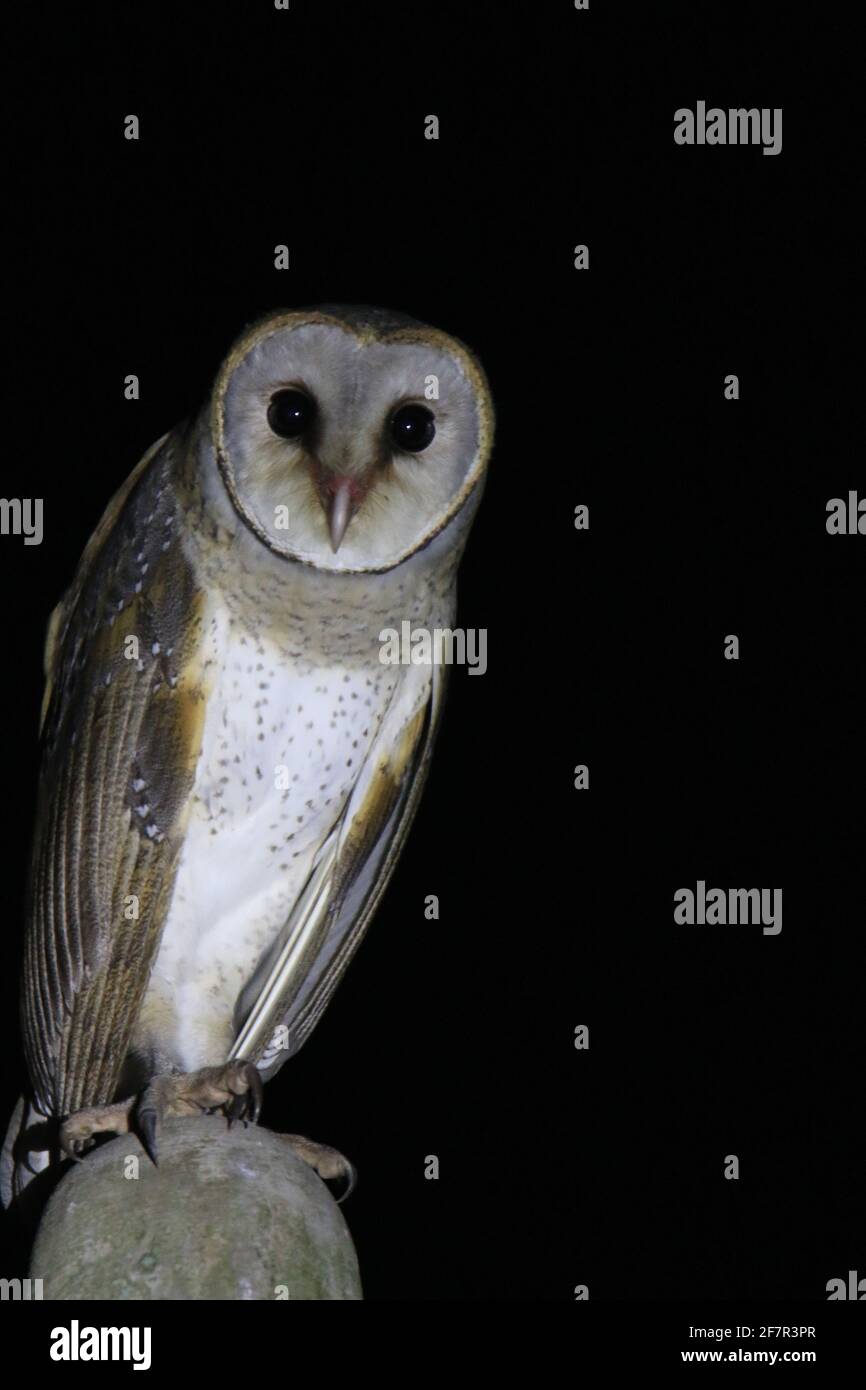 Schleiereule (Tyto alba) Stockfoto