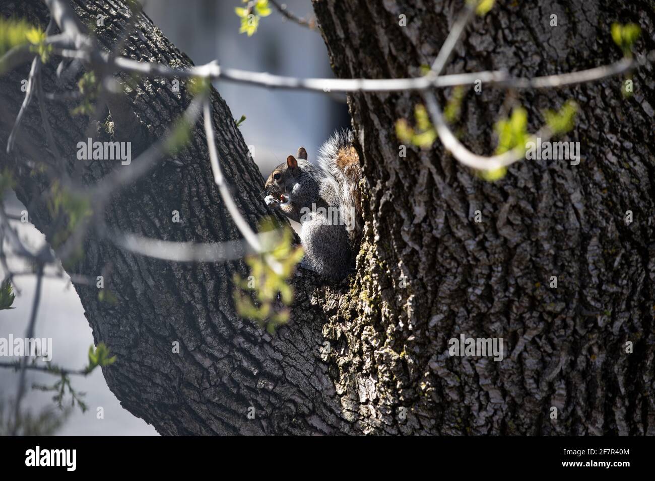 Eichhörnchen in einem Baum versteckt essen Stockfoto