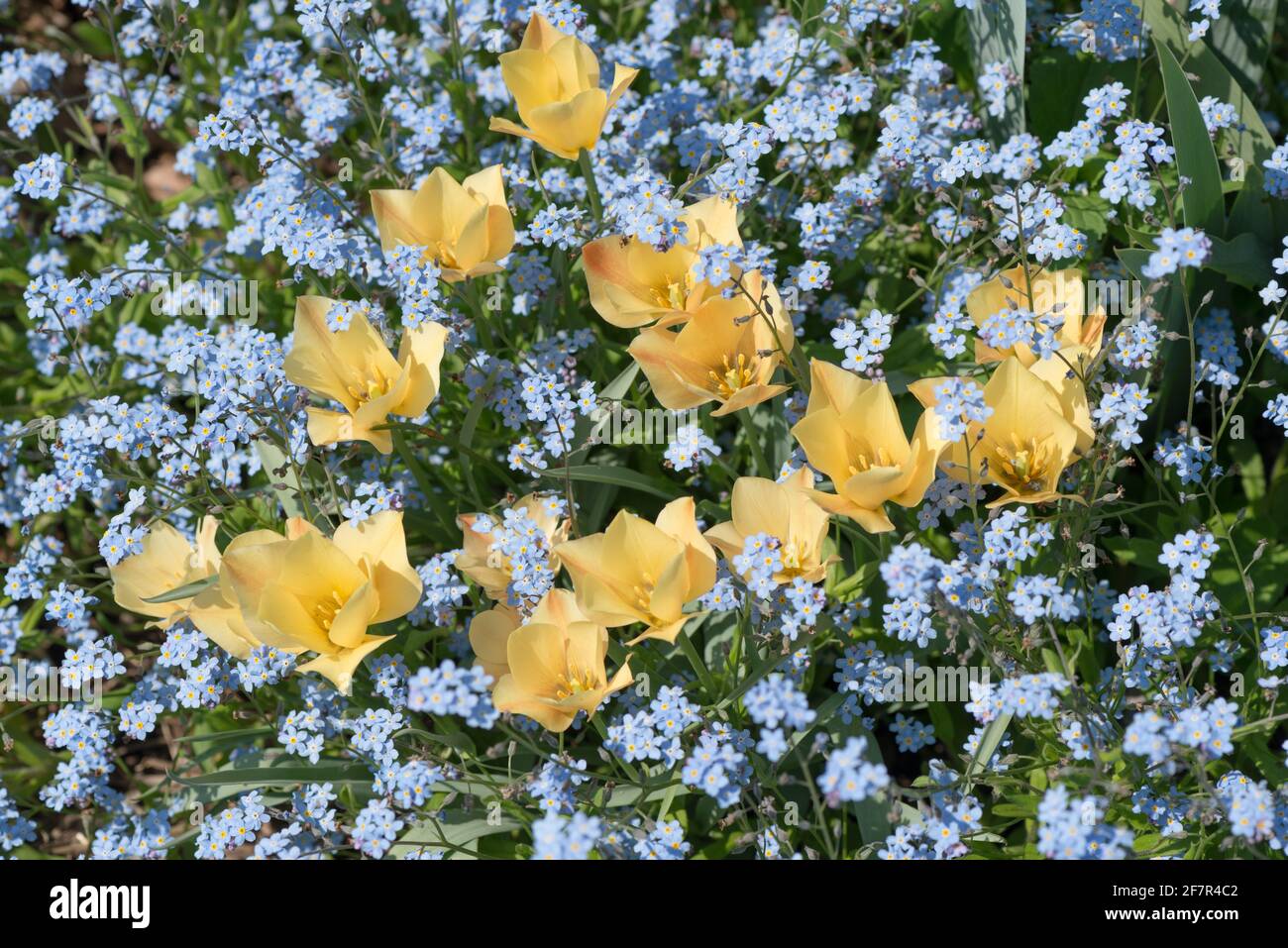 Blassgelbe Tulpen, die in einem Feld von Periwinkle-Blau wachsen Vergiss mich nicht Stockfoto