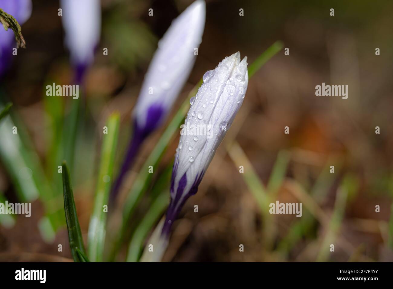 Ein Nahaufnahme Bild von lila Blüten mit Wassertropfen kurz vor der Blüte. Grün und braun verschwommener Hintergrund. Bild aus Eslov, Schweden Stockfoto