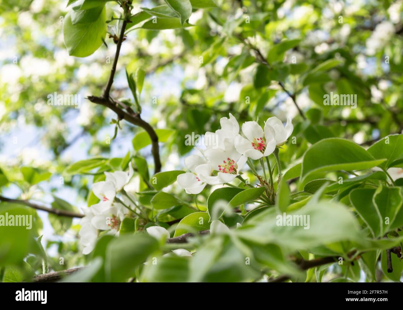 Blühender weißer Apfelbaum aus nächster Nähe, Unschärfe im Hintergrund Stockfoto