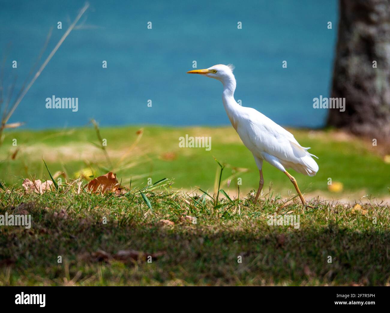 Weißer Vogel mit orangefarbenem Schnabel, der auf grünem Gras läuft Sommer Stockfoto