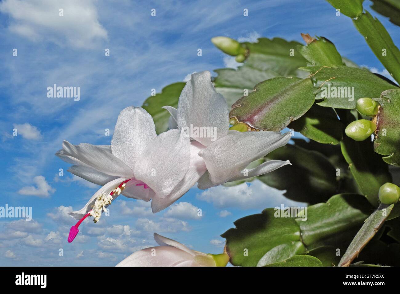 Blume des schlumbergera Truncata, weihnachtskaktus Stockfoto