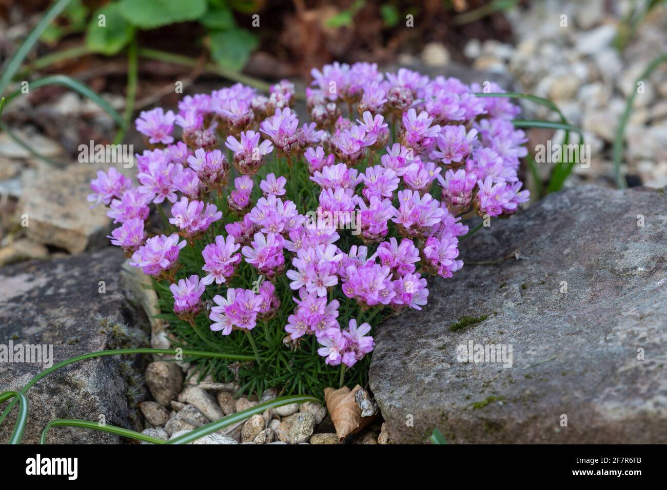 Wacholder leaved Thrift, Armeria juniperifolia, auf einem Steingarten. Wales, April Stockfoto