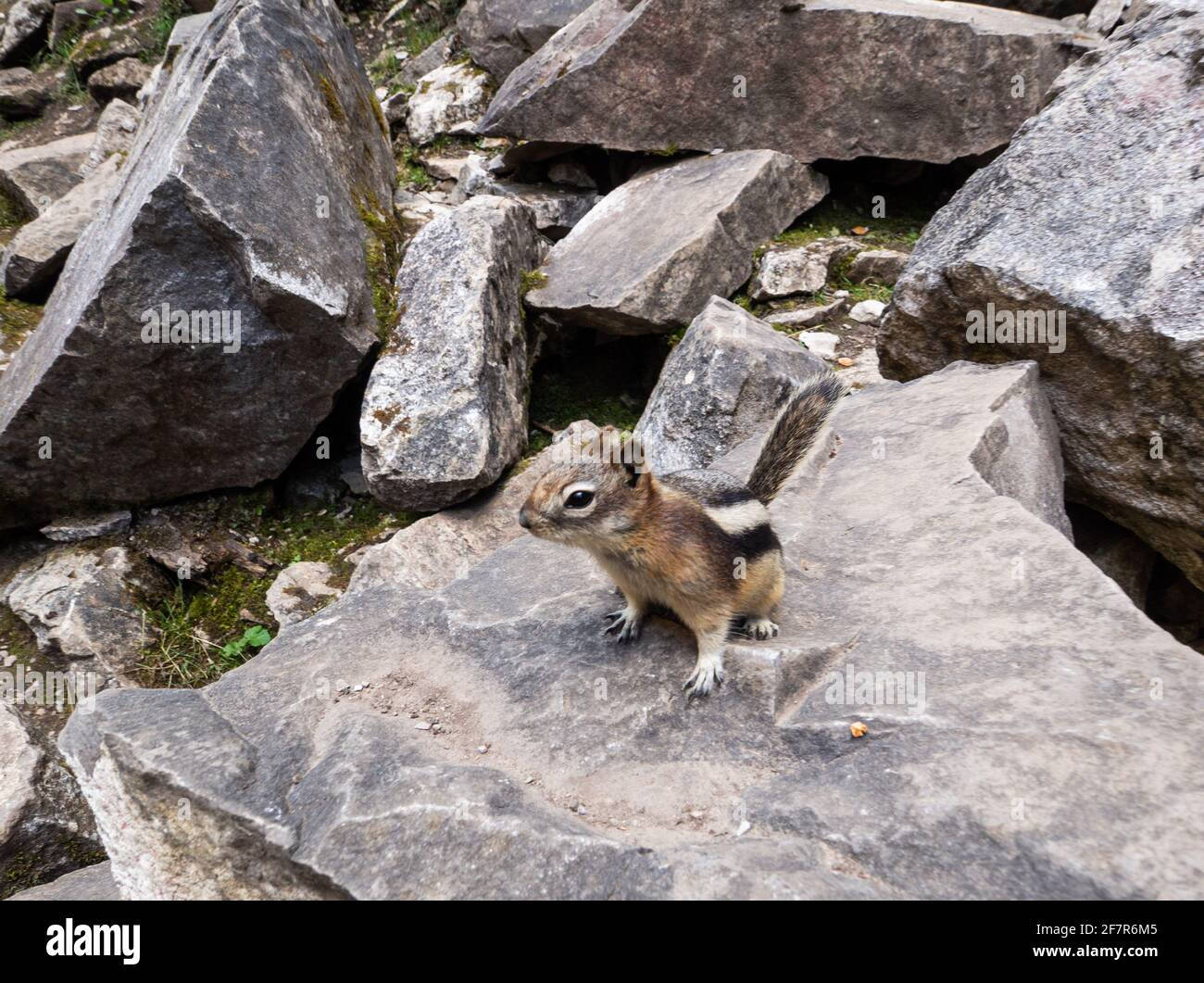 Kleines Eichhörnchen, das im Sommer auf einem Felsen steht, mit braun Und beige gestreiftes Fell Stockfoto