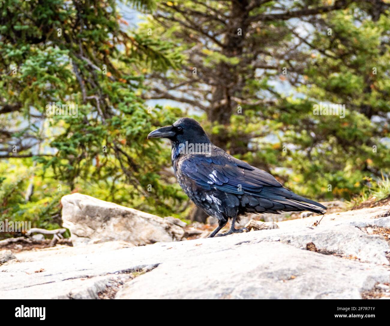 Blick auf die schwarze Vogelseite im Sommer mit Bäumen im Hintergrund Stockfoto