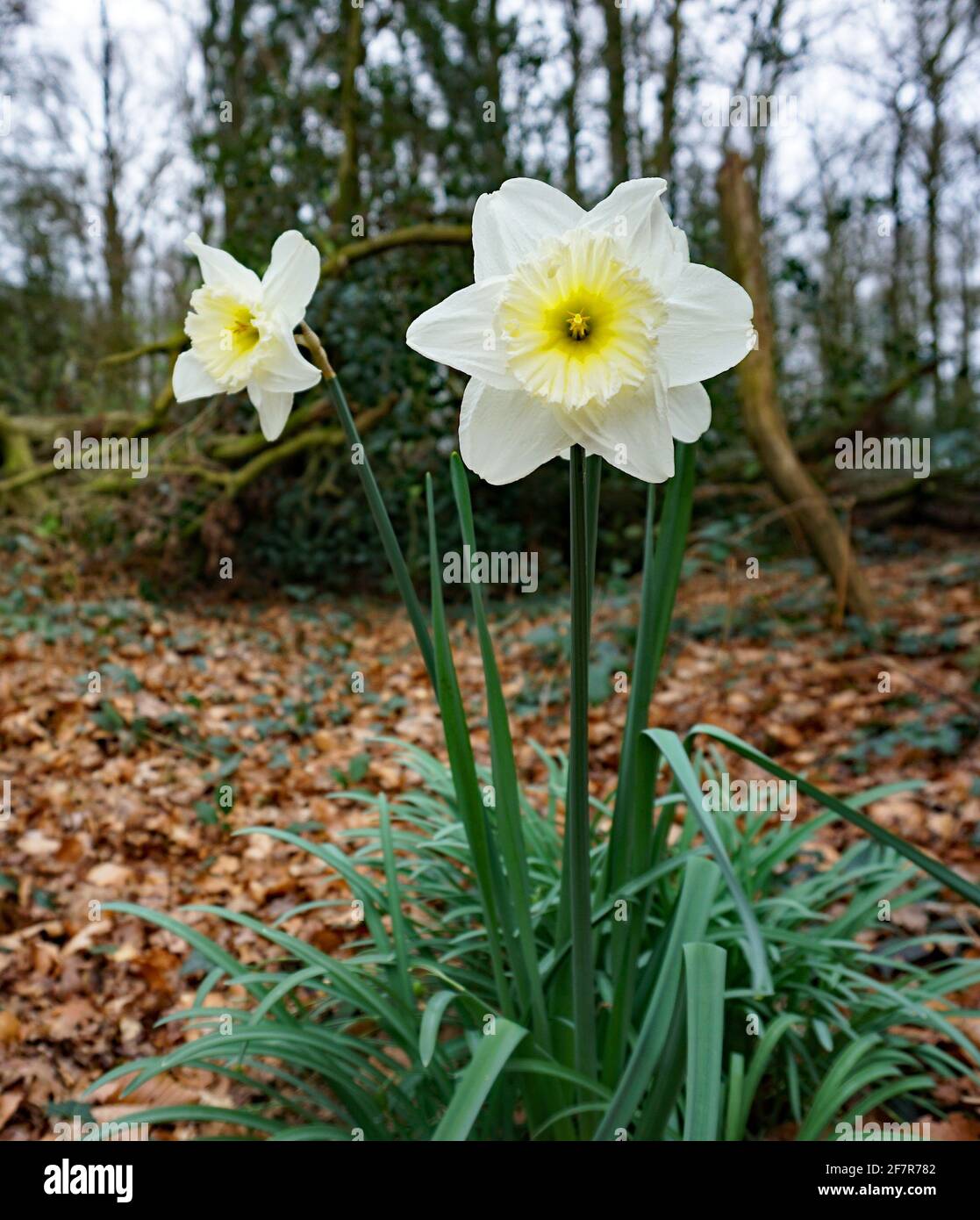 Weiße Narzissen im Wald Stockfoto