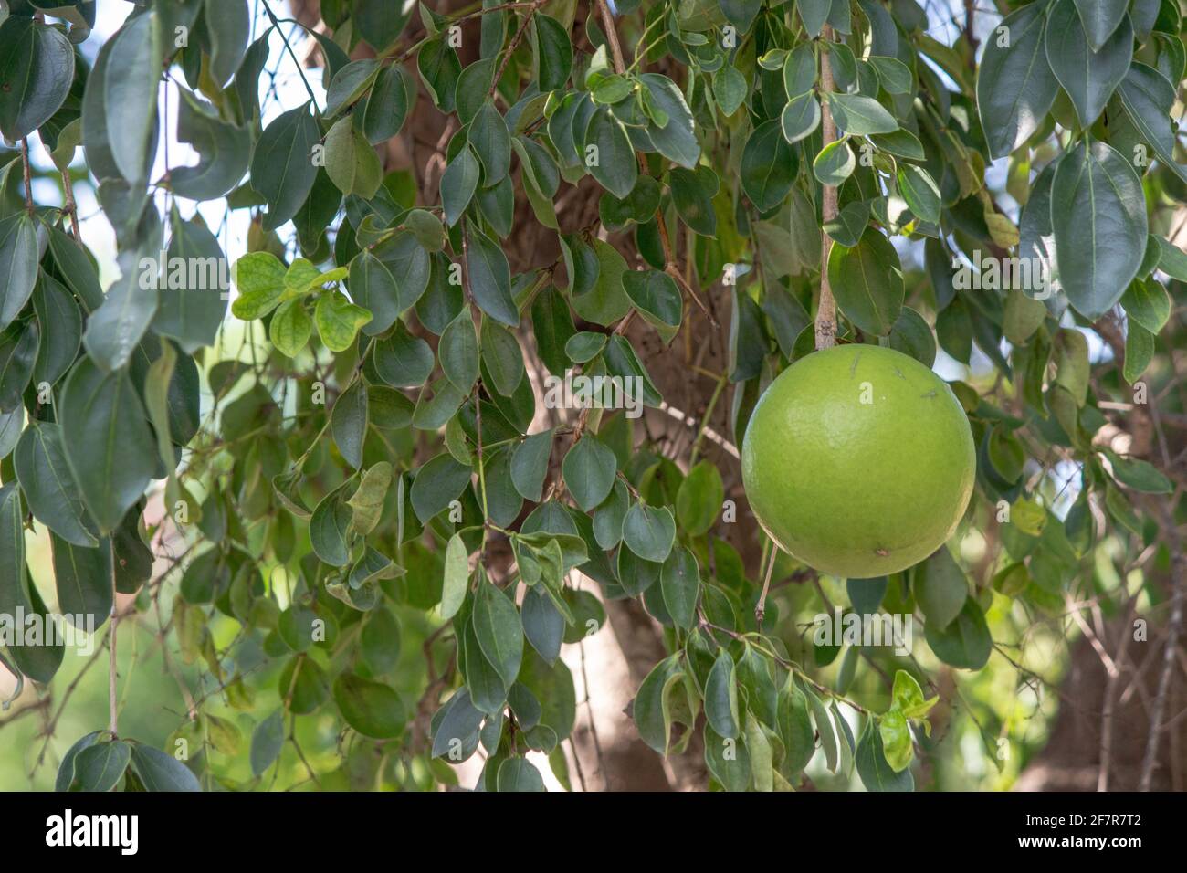 Strychnos spinosa heimischer Baum mit einigen harten grünen Affen orange wilden Früchten in Afrika Stockfoto