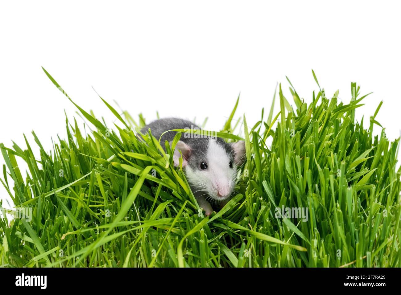 husky Ratte in grünem Gras auf weißem Hintergrund Stockfoto