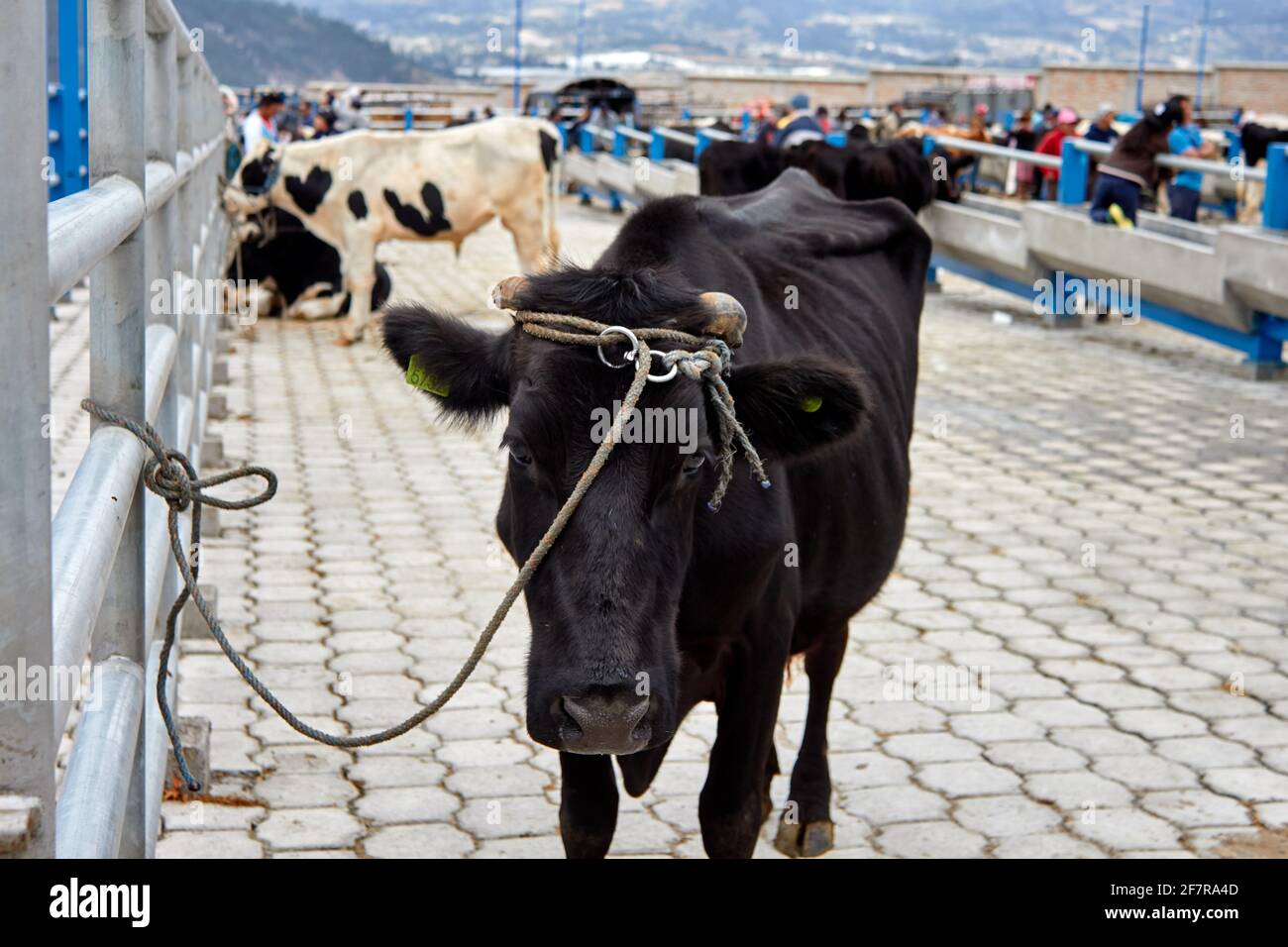 Kuh auf dem Tiermarkt in Otavalo (Ecuador) Stockfoto