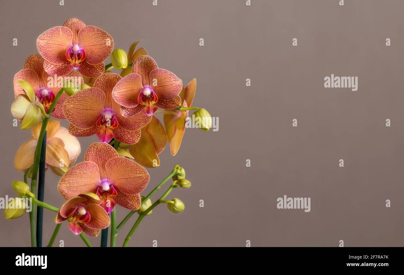 Orchideen mit Platz für Text Stockfoto