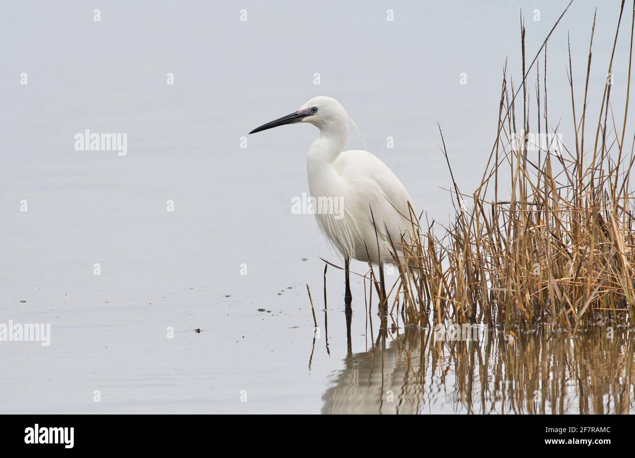 Seidenreiher (Egretta Garzetta) Stockfoto