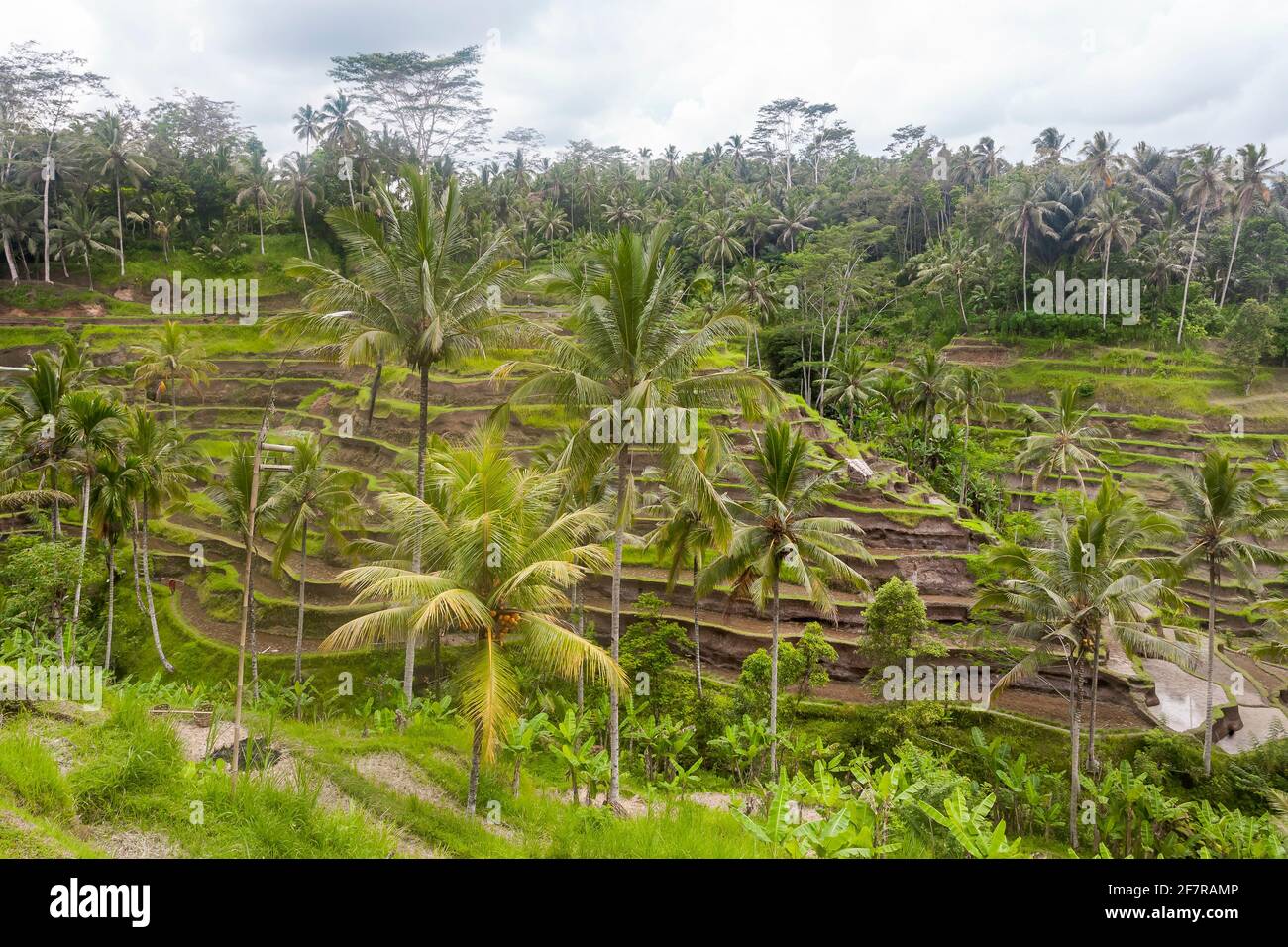 Reisfelder auf Terrassen in Indonesien, Papua-Neuguinea. Stockfoto