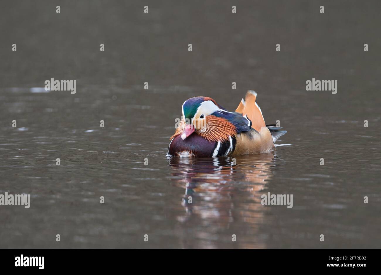 Eine männliche oder drake Mandarinente (Aix galericulata), eine in Großbritannien und anderswo in Europa eingeführte Zuchtart. Heimisch in Ostasien. Stockfoto