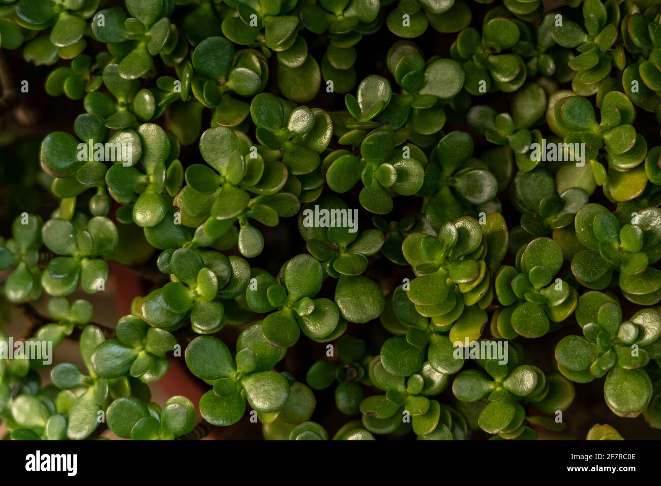 Viele Crassula ovata. Perfekter grüner Hintergrund Stockfoto