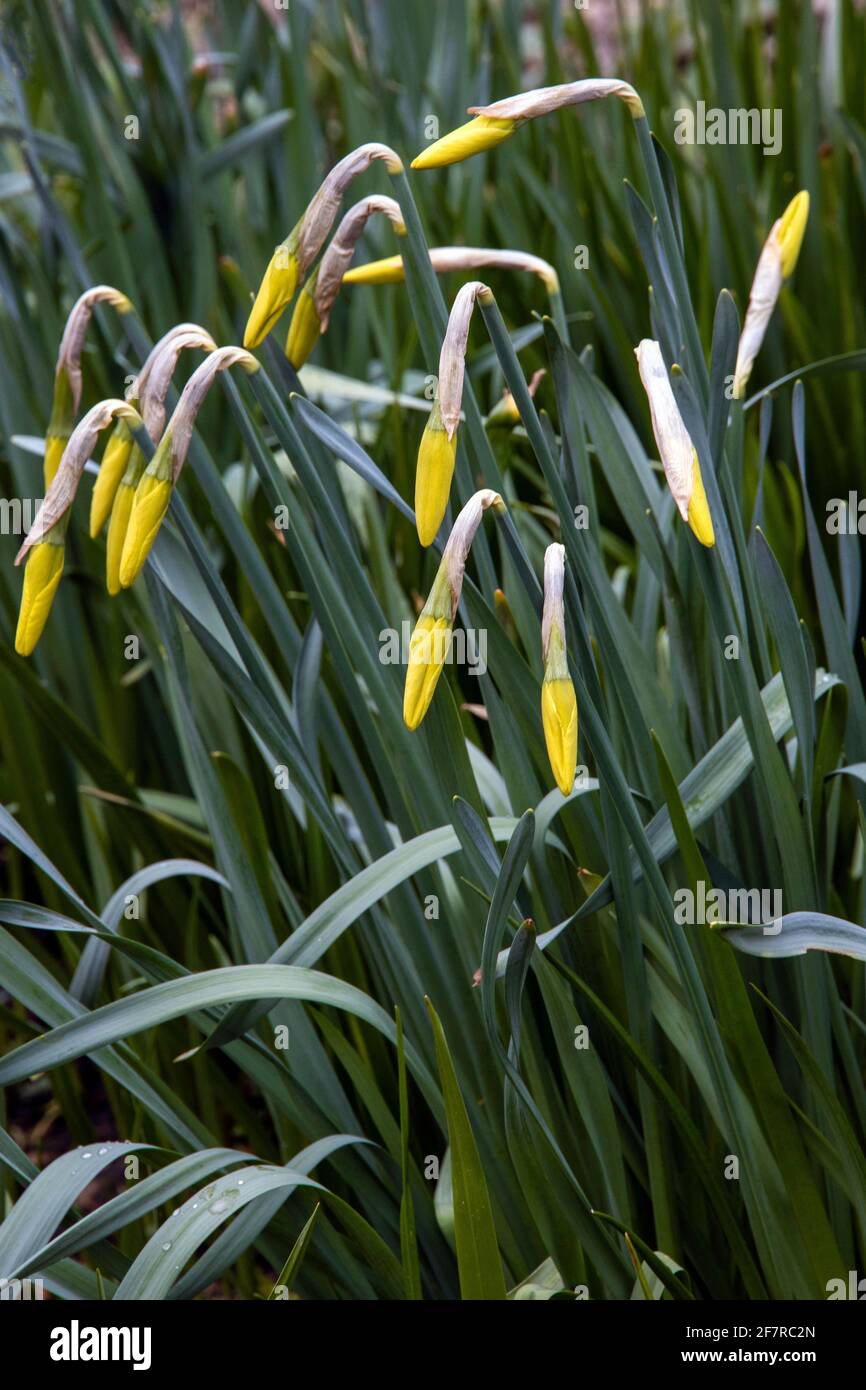 Angehende Narzissen Stockfoto