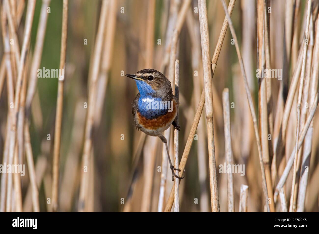 Weiß getupftem Blaukehlchen (Luscinia svecica cyanecula) männlichen auf Reed Stammzellen thront und in Feuchtgebieten im Frühjahr Stockfoto