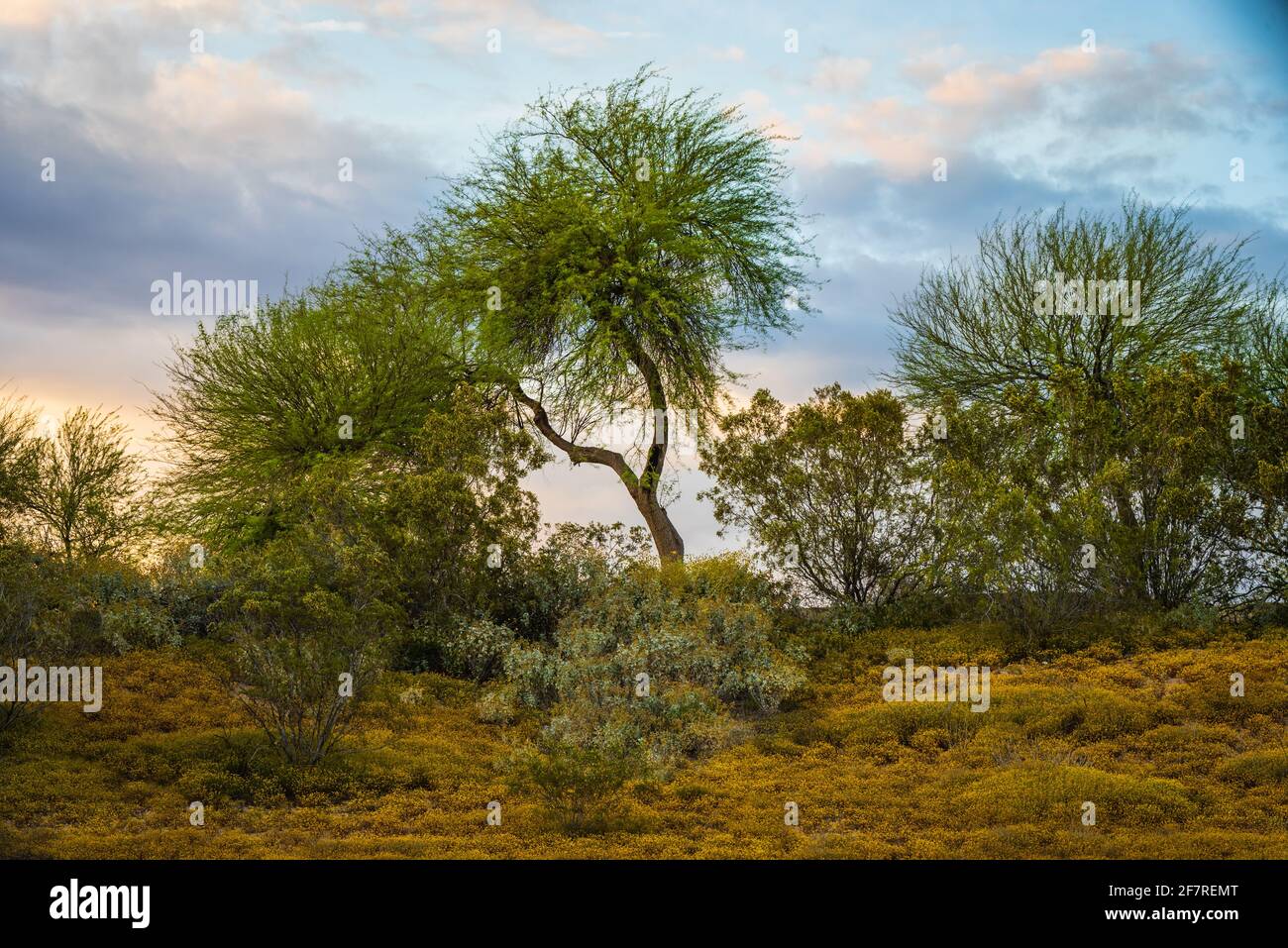 Wüstenlandschaft auf einem der Golfplätze in Glendale, Arizona. Wüstenlandschaft mit Wüstenpflanzen. Stockfoto