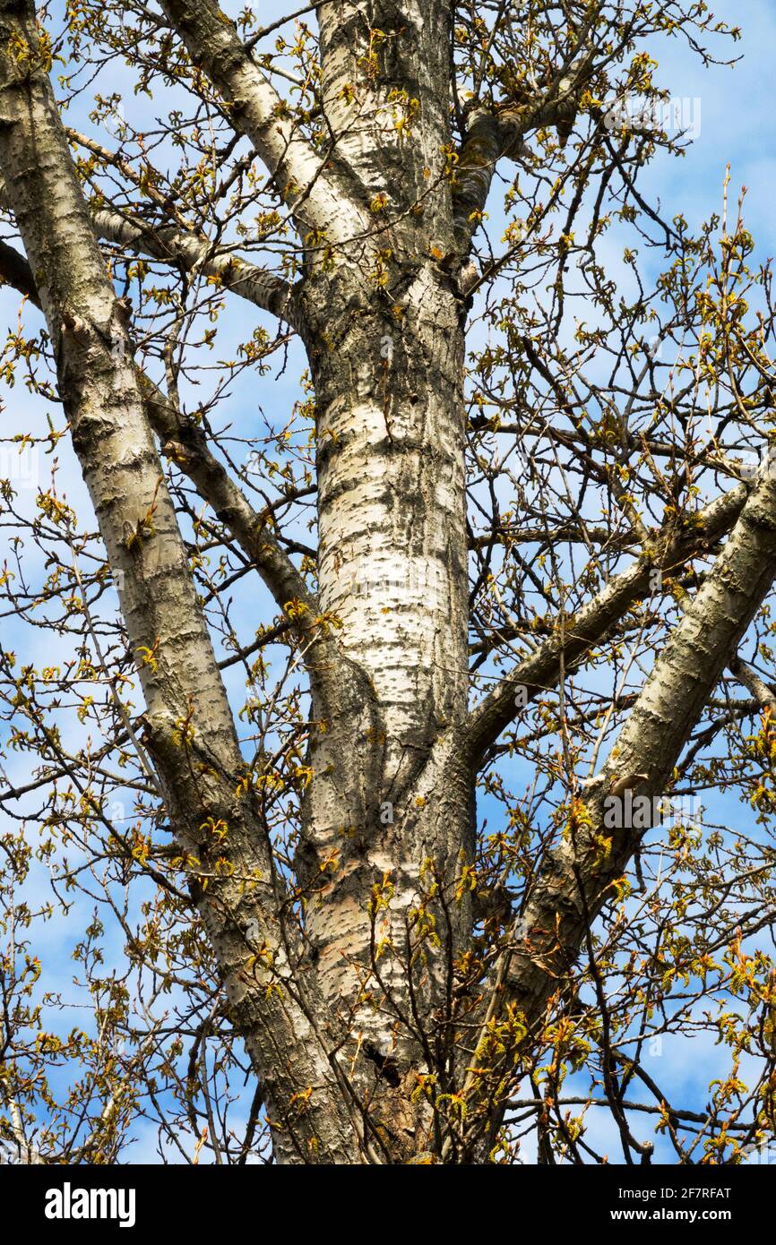 Grauer Pappelbaum Stamm Populus x Canascens Stockfoto